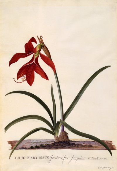 Lilio-Narciso, Giglio Giacobino, c.1743 (incisione colorata a mano) da Georg Dionysius Ehret